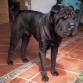 Horus con 9 meses